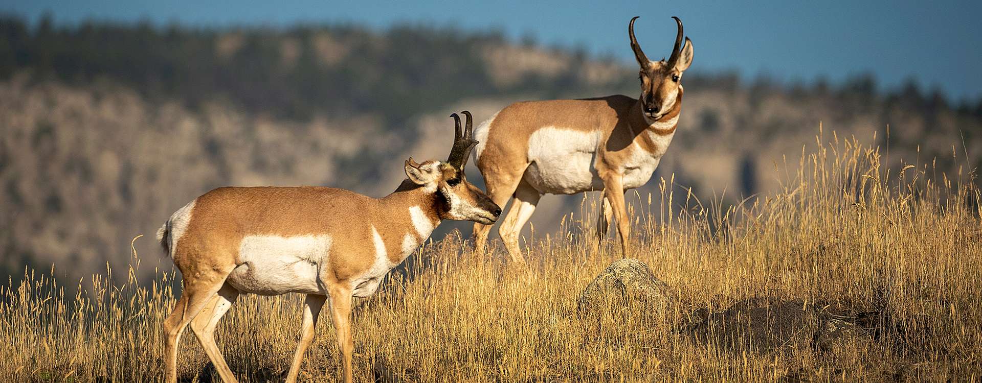 Antelope Hunts Antelope Hunts